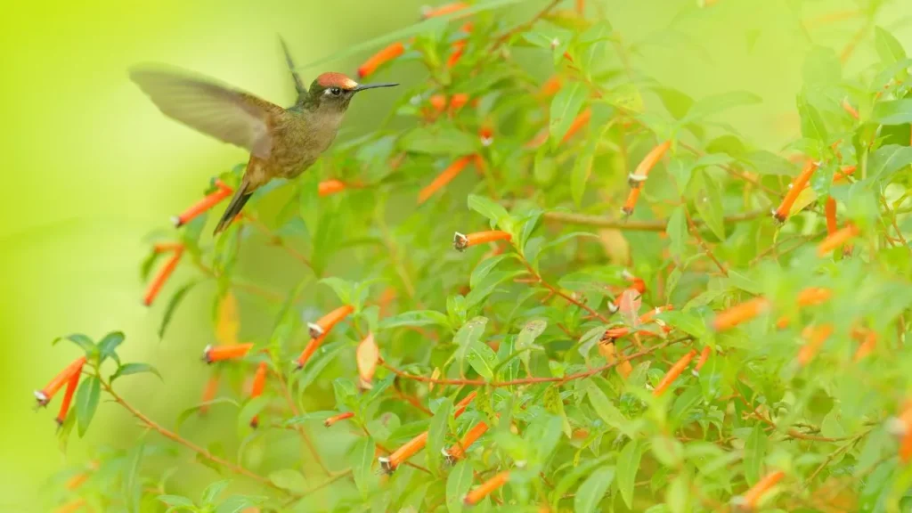 Santa Marta Blossomcrown (Anthocephala floriceps) one of the species that can be seen while bird watching in Minca, Santa Marta