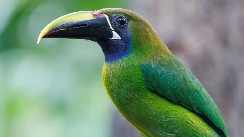 Santa Marta Toucanet, one of the species that can be seen while bird watching in Minca, Santa Marta