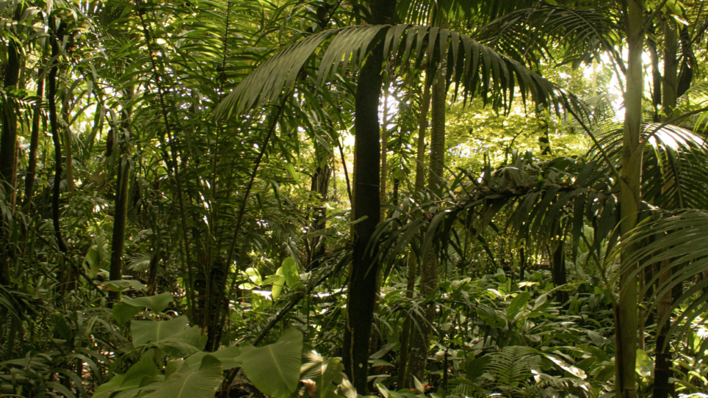 forest in Minca, Colombia 