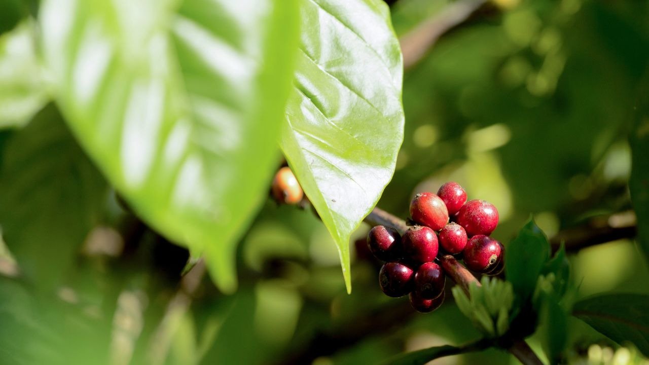 coffe farm in Minca Colombia