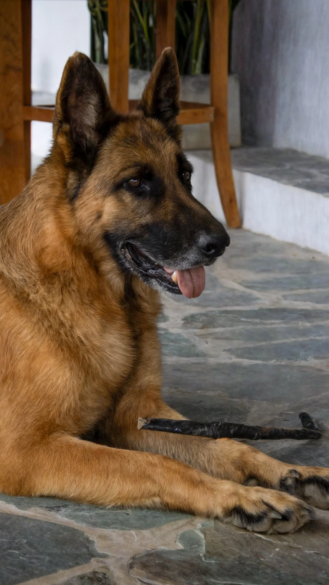 A dog in 7 Piedras, is pet friendly